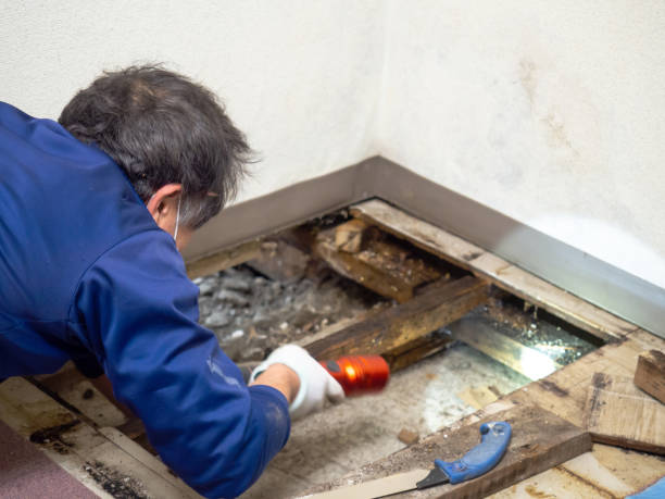 Best Residential Mold Removal  in Grizzly Flats, CA