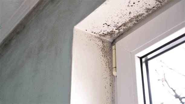 Best Best Mold Removal Companies  in Grizzly Flats, CA