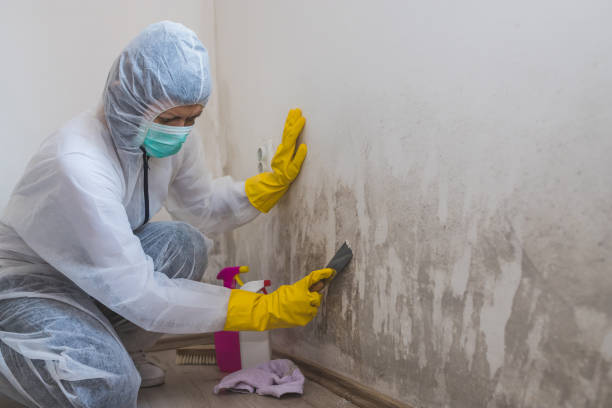 Best Mold Removal Near Me  in Grizzly Flats, CA