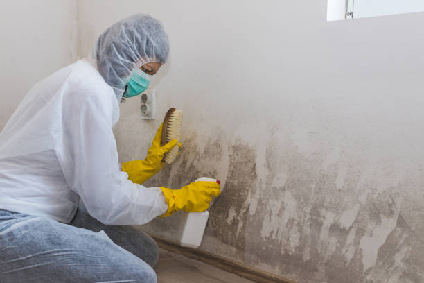 Best Same-Day Mold Removal  in Grizzly Flats, CA
