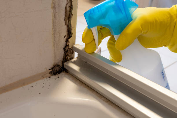 Best Mold Testing  in Grizzly Flats, CA