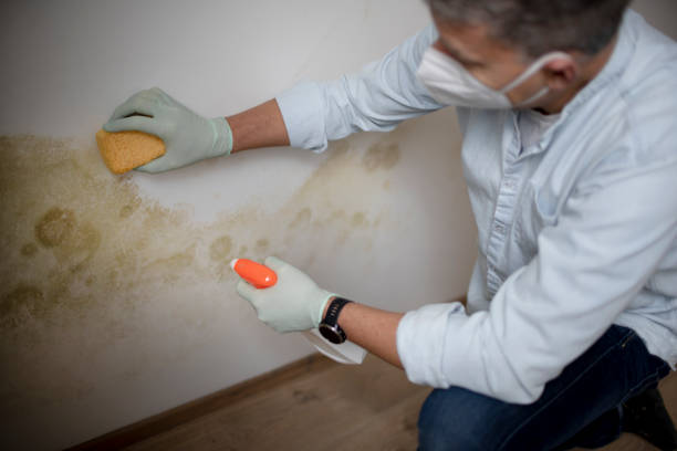 Best Affordable Mold Removal  in Grizzly Flats, CA