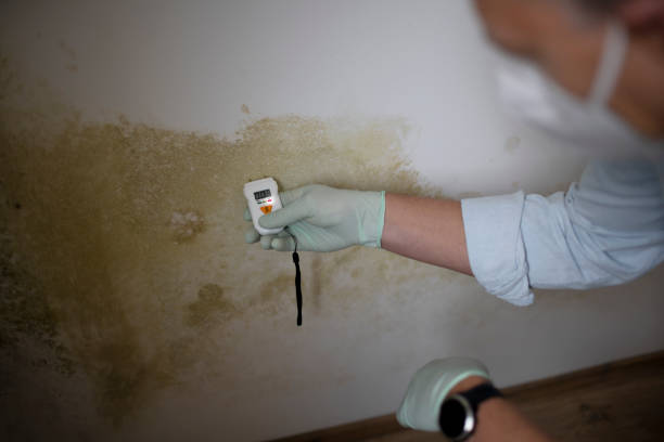 Best Mold Removal Company Near Me  in Grizzly Flats, CA