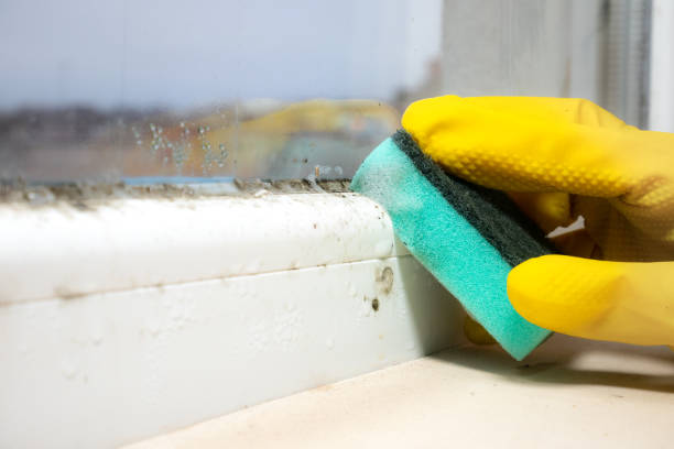 Best Toxic Mold Removal  in Grizzly Flats, CA