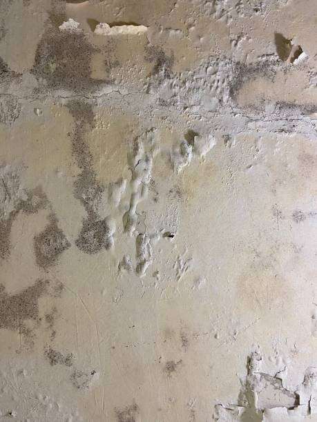 Office Mold Removal Services in Grizzly Flats, CA