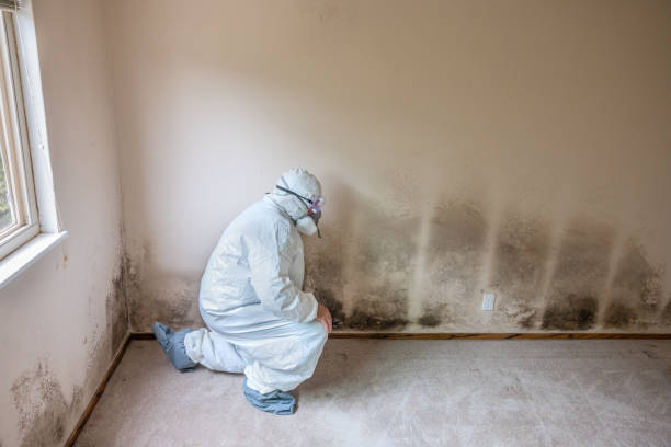 Best Black Mold Removal  in Grizzly Flats, CA