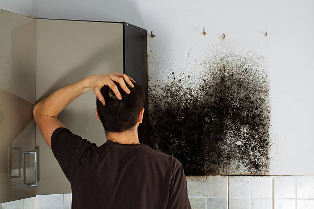 Best Office Mold Removal Services  in Grizzly Flats, CA