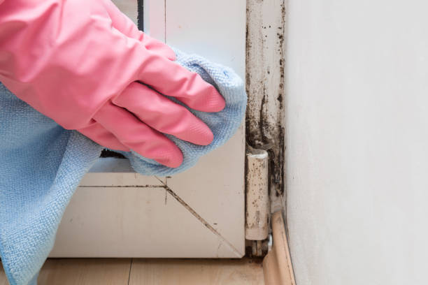 Best Residential Mold Removal  in Grizzly Flats, CA