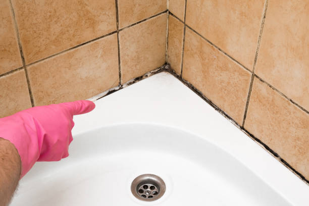 Best Mold Removal Company Near Me  in Grizzly Flats, CA