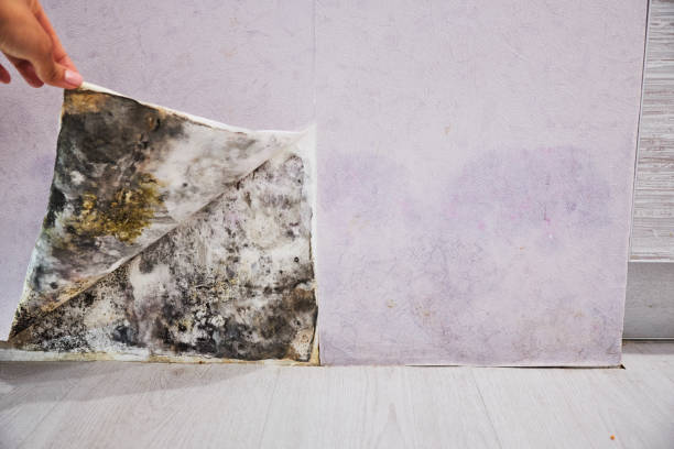 Best Black Mold Removal  in Grizzly Flats, CA